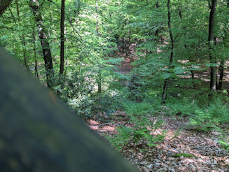 Green forest in early summer